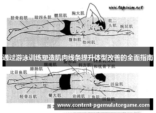 通过游泳训练塑造肌肉线条提升体型改善的全面指南